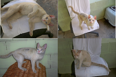 gatos - Gatos Macho de ANCAT (2.011). Badajoz Chewaka 1